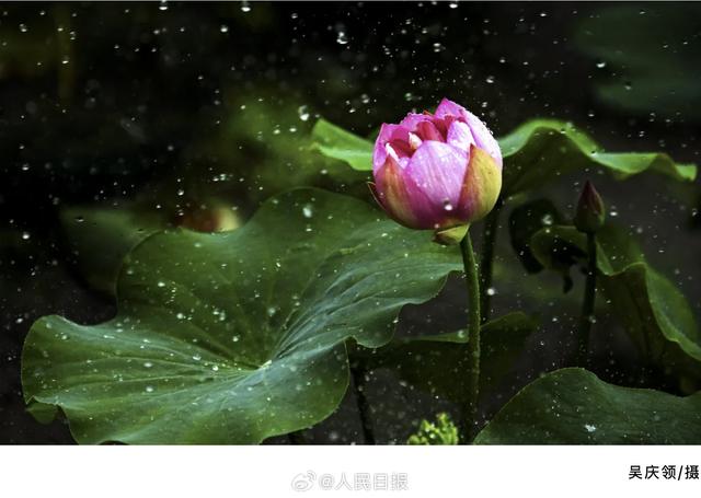 美得让人心动！快来收藏这组圆明园荷花图