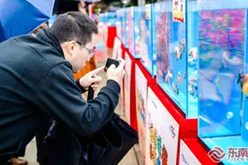 【八闽大地闹新春】 福鱼送福 福州举办金鱼新春展图片