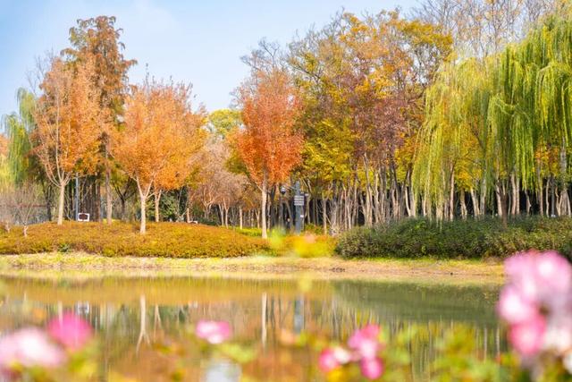 普陀·遇见新视角｜普陀这两个公园开启色彩盛宴，每一帧都是壁纸级大片