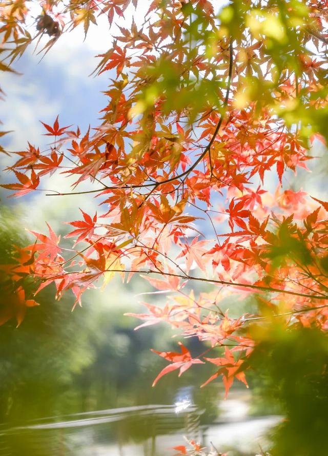 余杭初冬藏不住！这些秘境绝美~