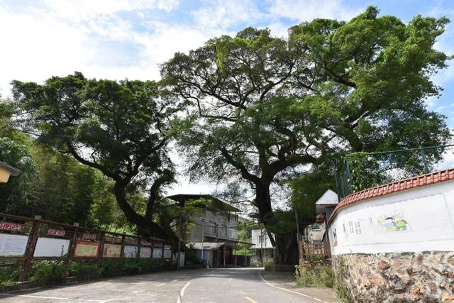 南洋风里飘着的根