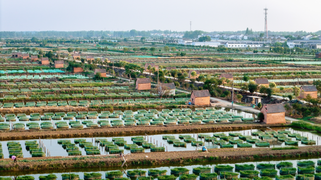 宝藏仙桃，太“鲜”啦！（采风招募）