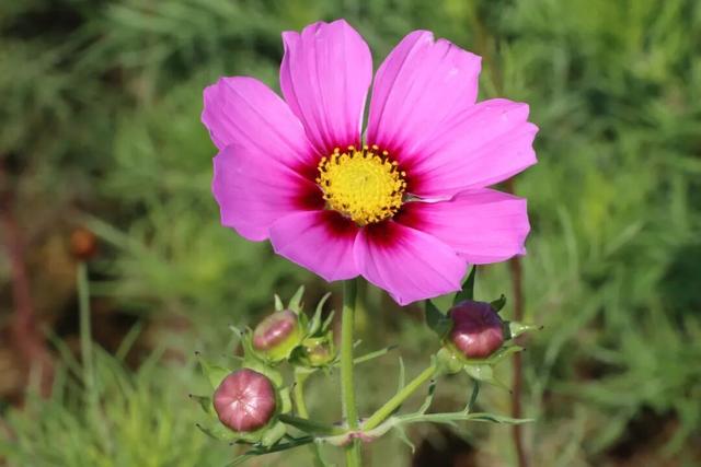 花海绘新卷 幸福满城路——洛江经九路与西环路沿线花海景观扮靓城市空间