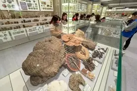 收藏2850余种中药标本，北京又一小众博物馆免费开放图片