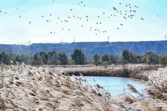 “飞雪”落中原，美了美了～