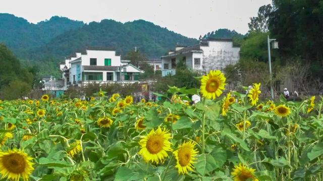 别只惦记红叶了！安徽的秋天，是五彩斑斓的！