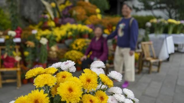 秦淮花事 | 甘熙宅第赏菊正当时（文末有彩蛋）