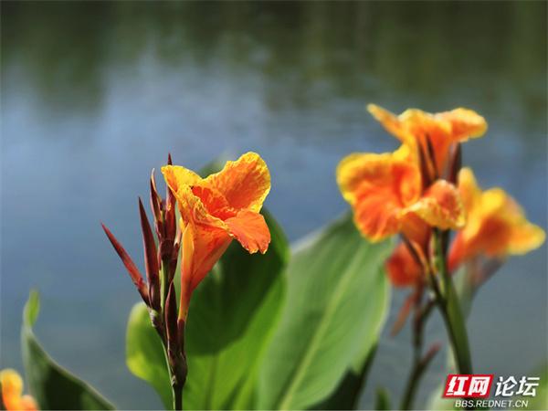 被湖岸美人蕉治愈：原来美好就藏在城市的水边