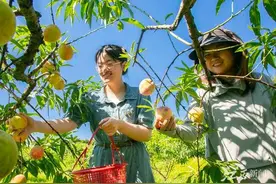 横峰：桃子熟 采摘乐图片
