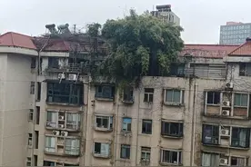 长沙一小区楼顶被种出茂密“丛林”，居民担心安全！城管：屋顶有产权，会上门查看图片