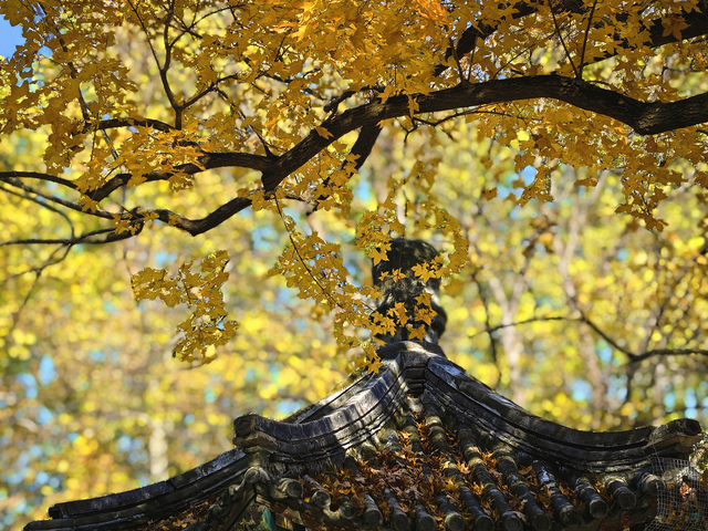 有一种美，叫“地坛的秋”