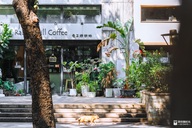 一条荔园路，多少蛇口人的前半生