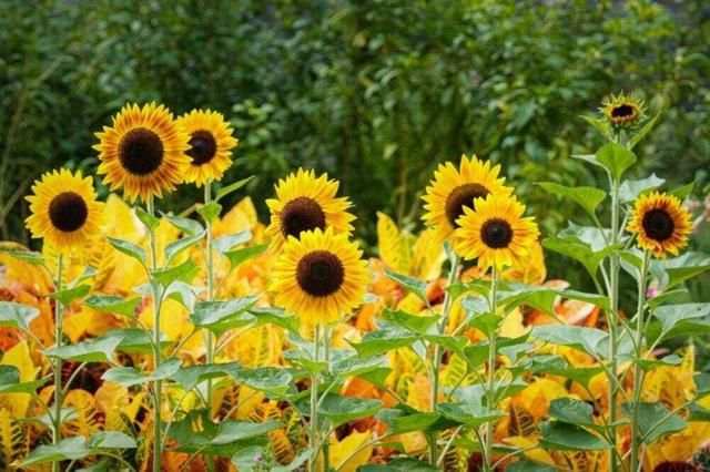 梦幻灯光秀、猛禽观察节……白云山景区精彩活动不停！｜国庆游广州