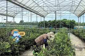 蓝莓产地就在家门口！广州花都如何产出爆款国产水果？图片