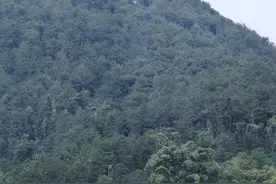 疫木堆积、随意捡拾……重庆一地对“患癌”松树除治不规范 当地政府：正在整改图片