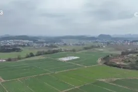 小蔬菜“闯出”大市场 内陆“菜园子”直通粤港澳大湾区“菜篮子”图片