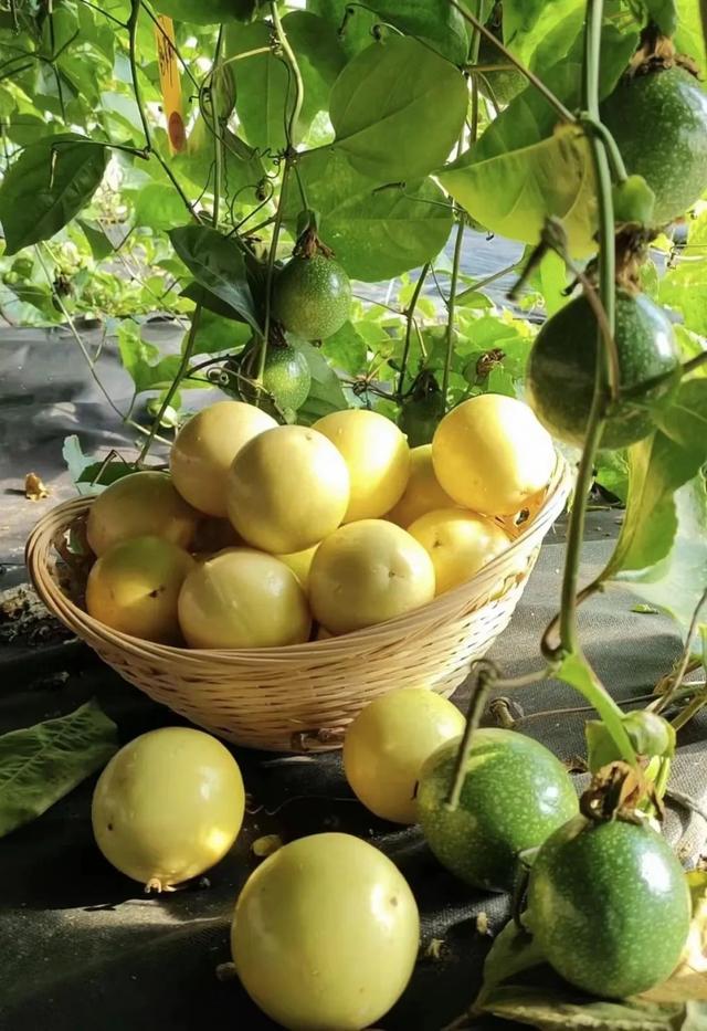 新华社携手董宇辉，走进广西的蔚蓝海岸……