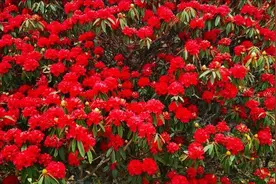 五一去哪儿 来禄劝轿子雪山趣游杜鹃花海图片