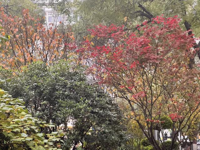 落叶缓扫点位公布!碑林这几片“落叶地毯”等你来打卡