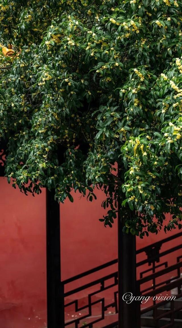 秦淮花事 | 秋日限定！在秦淮，与一场桂花雨不期而遇→