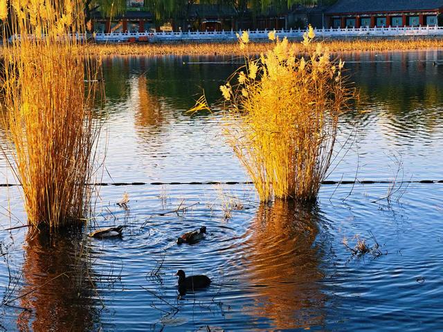 什刹海西海湿地：初冬绝美自然画卷