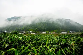 你吃的粽子，粽叶八成产自张家界！图片