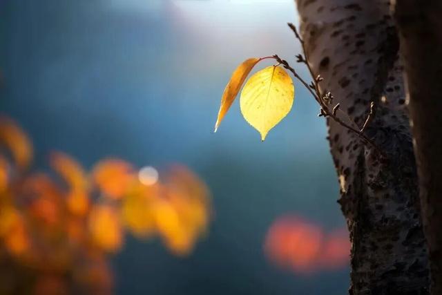 惊艳！身边的北京秋景“天花板”来了！