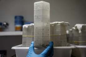 小蚊子也有大用处——巴西生物工厂助力虫媒疾病防控图片