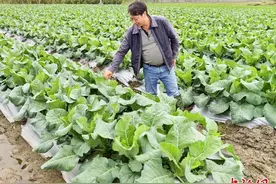 广东台山“菜花”上市  市民尝鲜正当时图片