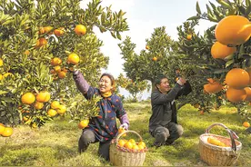 湖北秭归：冬季脐橙进入销售旺季图片