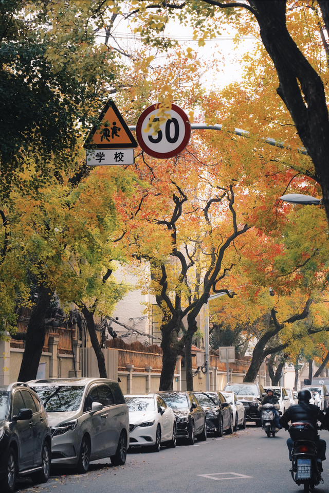 上海顶级秋景！藏着传统中国色→