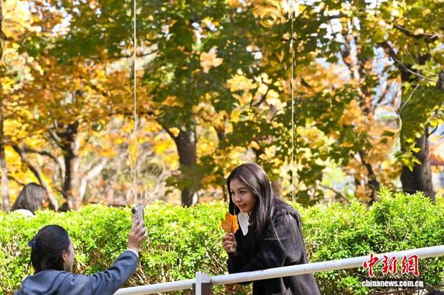 昆明植物园枫香大道层林尽染引八方游客