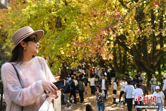 昆明植物园枫香大道层林尽染引八方游客