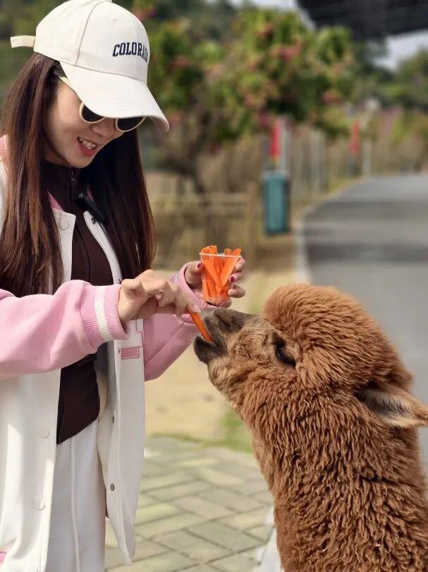 赏花撸萌宠、水果采摘、围炉煮茶……来珠海这里跨年，太精彩！