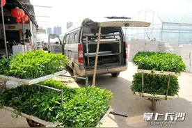 菜苗出棚赶春种，长沙这个种苗基地出货忙图片