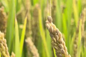 复旦大学把哲学课开到了崇明稻田里？图片