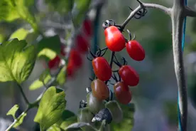 中国-罗马尼亚农业合作联合实验室在布加勒斯特揭牌图片