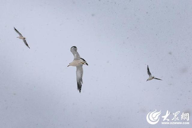 四季予你｜烟台：雪舞海畔，海鸥争涛