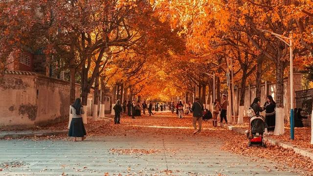 砚山枫叶街：“落叶缓扫”绘就冬日童话 网红街区引八方游客打卡