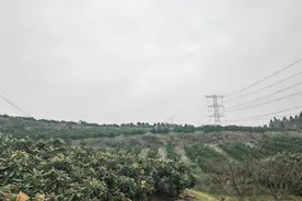 记者手记：土桥村的新鲜事图片