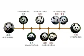 大熊猫“花花”的爷爷奶奶即将回国，曾和“美香”是邻居图片