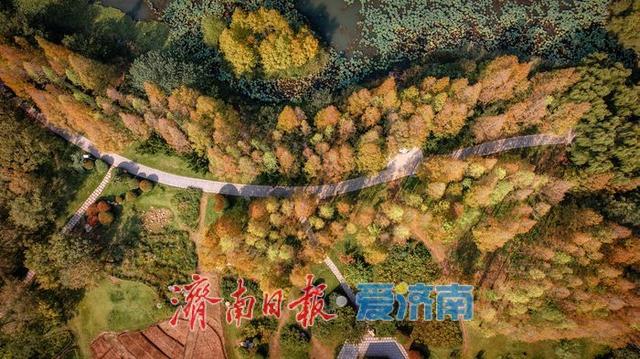 一年四季 泉在济南丨济南森林公园，秋日绘就斑斓盛景