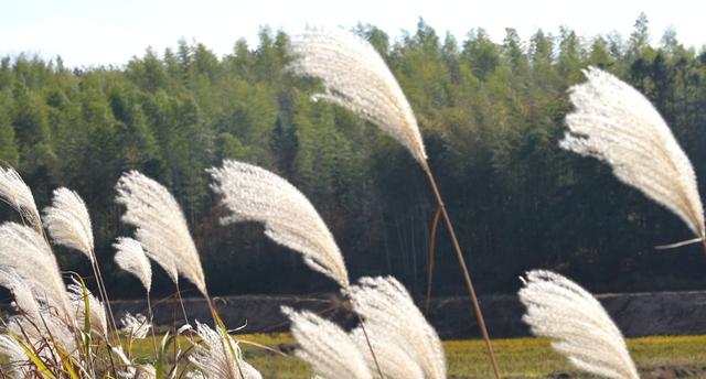 旌德，红黄橙绿白～