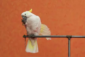 鹦鹉为什么会学人说话？数数能帮助入睡吗？为什么会“一朝被蛇咬，十年怕井绳”？图片