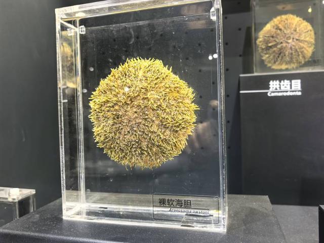 这里是青岛｜海大海洋生物博物馆免费开放，3000余标本展现海底奇幻