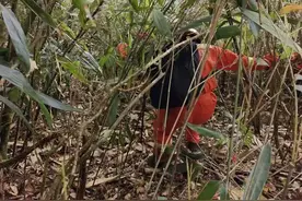 福建8岁男童山中失踪超60小时！消防等力量持续搜救中图片