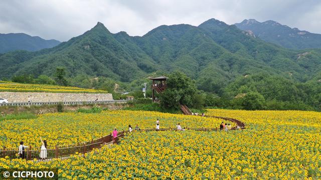花开成海景色美