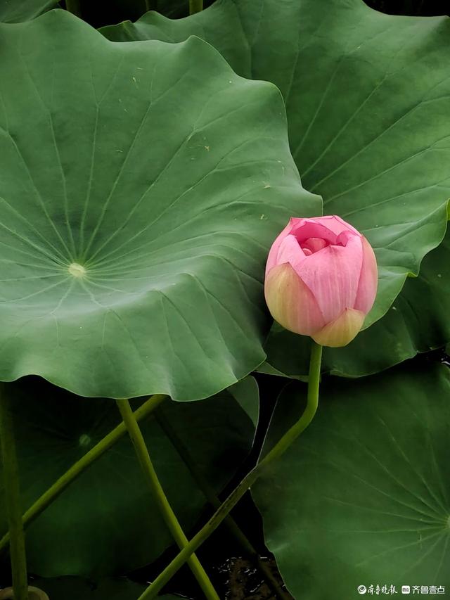 四季湖荷花盛开，千姿百态醉游人