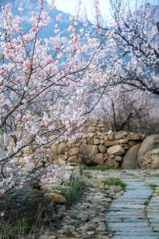 快来看！山东的杏花也太会开了