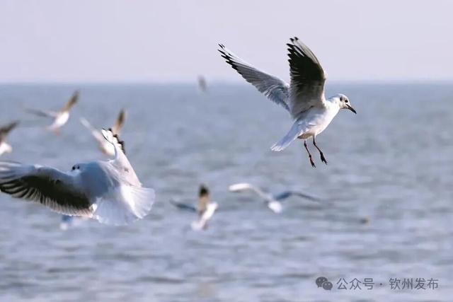 来钦州，“鸥”遇冬日限定浪漫！